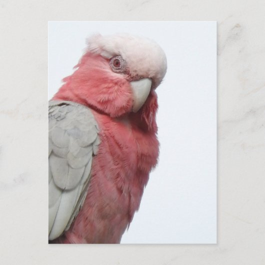 Carte postale Galah (Devant)