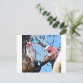 Carte Postale Galah (Debout devant)