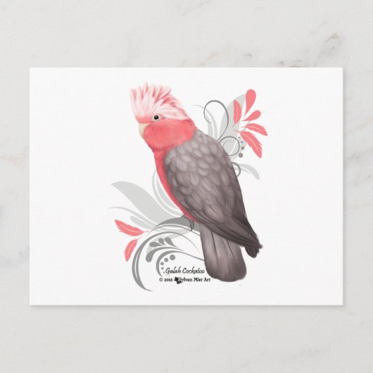Carte Postale Galah Cockatoo (Devant)