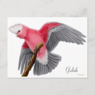 Carte postale Galah Cockatoo