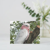 Carte Postale Galah (Cockatoo à poitrine Rose/roseate) (Debout devant)