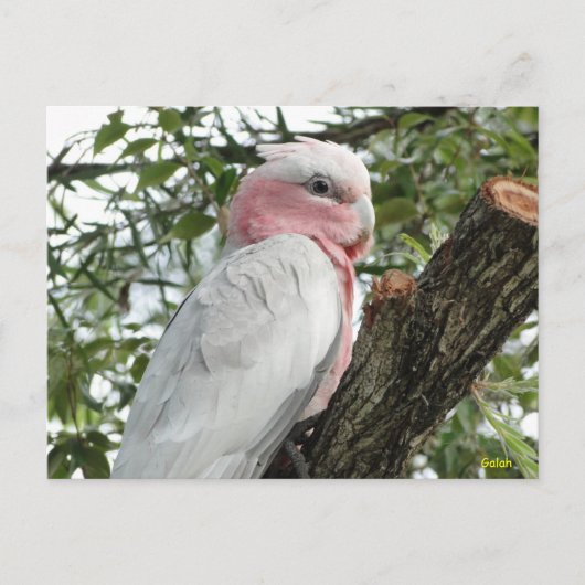 Carte Postale Galah (Cockatoo à poitrine Rose/roseate) (Devant)