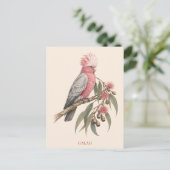 Carte postale Galah | Édition Bush (Debout devant)