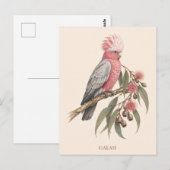 Carte postale Galah | Édition Bush (Devant / Derrière)