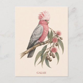 Carte postale Galah | Édition Bush
