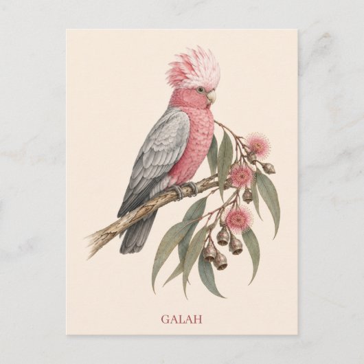 Carte postale Galah | Édition Bush (Devant)