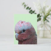 Carte Postale Galahs (Debout devant)