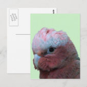 Carte Postale Galahs (Devant / Derrière)