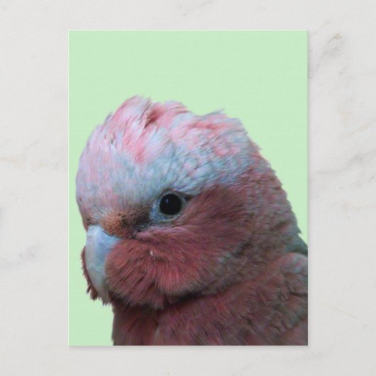 Carte Postale Galahs (Devant)