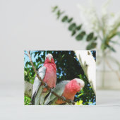 Carte Postale Galahs (Cockatoos à poitrine Rose/roseate) (Debout devant)