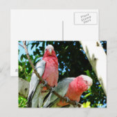 Carte Postale Galahs (Cockatoos à poitrine Rose/roseate) (Devant / Derrière)