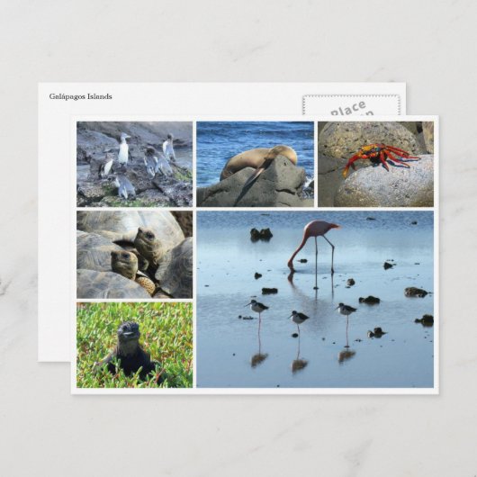 Carte Postale galapagos (Devant / Derrière)