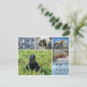 Carte Postale galapagos (Debout devant)