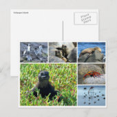 Carte Postale galapagos (Devant / Derrière)