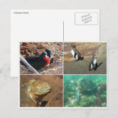 Carte Postale galapagos animal quatre (Devant / Derrière)