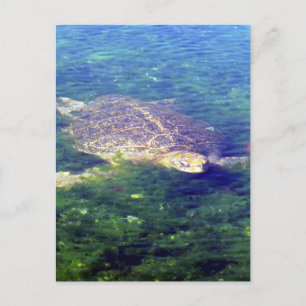 Carte Postale galapagos de tortue marine