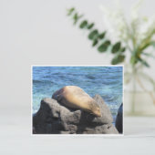 Carte Postale galapagos d'otaries (Debout devant)