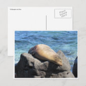 Carte Postale galapagos d'otaries (Devant / Derrière)