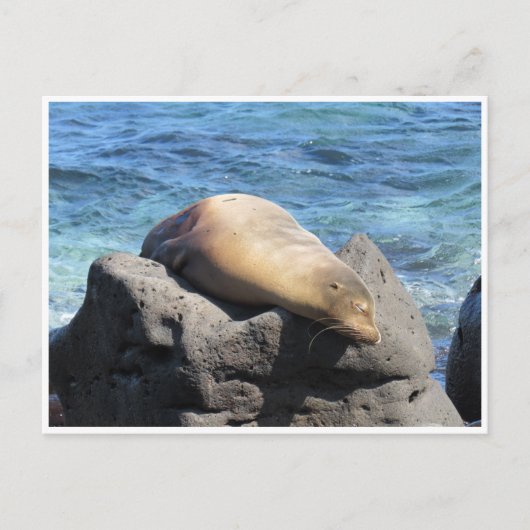 Carte Postale galapagos d'otaries (Devant)