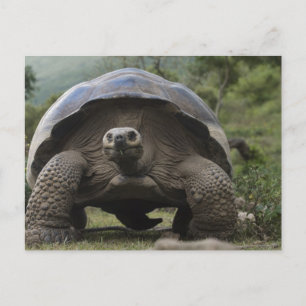 Carte Postale Galapagos Giant Tortoises Geochelone