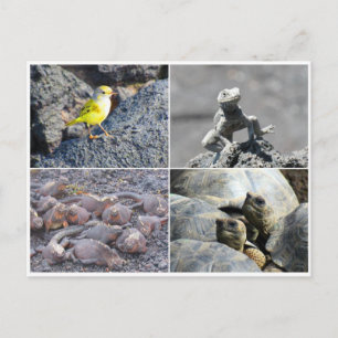 Carte Postale galapagos gris