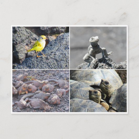 Carte Postale galapagos gris (Devant)