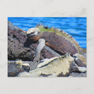 Carte Postale galapagos marine iguane