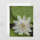 Carte Postale Galapagos Passion Fleur Passiflora foetida (Devant / Derrière)