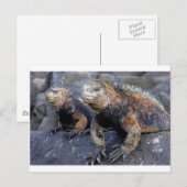 Carte Postale Galapagos San Cristobal (Devant / Derrière)