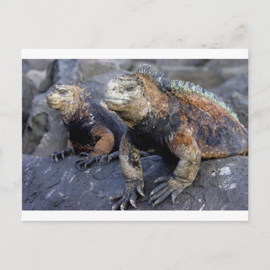 Carte Postale Galapagos San Cristobal (Devant)