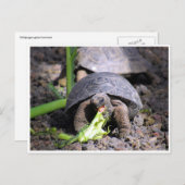 Carte Postale galapagos tortue bébé (Devant / Derrière)
