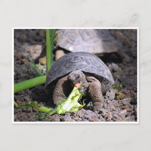 Carte Postale galapagos tortue bébé (Devant)