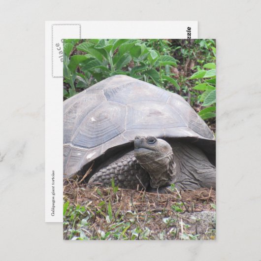 Carte Postale galapagos tortue géant (Devant / Derrière)