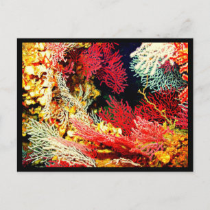Carte postale - Galerie aquatique-26