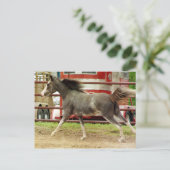 Carte Postale Galeries Mini Pinto Horse (Debout devant)