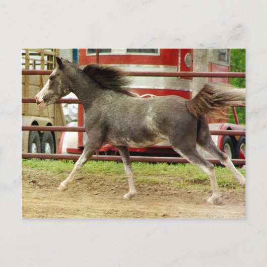 Carte Postale Galeries Mini Pinto Horse (Devant)