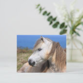 Carte Postale Gallois Pony (Debout devant)