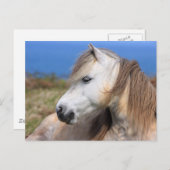 Carte Postale Gallois Pony (Devant / Derrière)