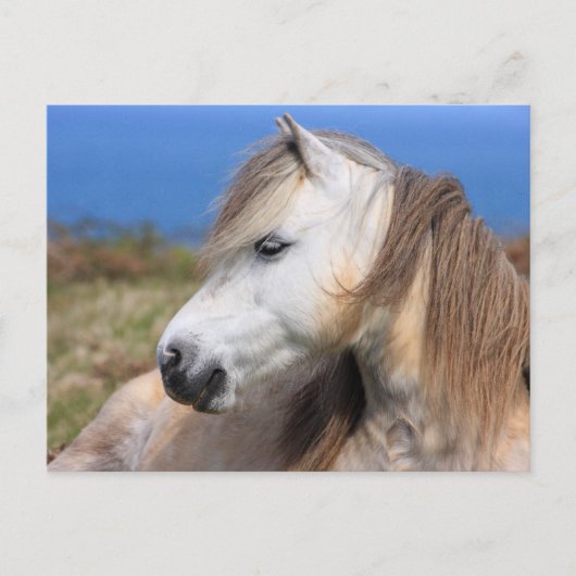 Carte Postale Gallois Pony (Devant)