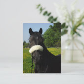 Carte Postale Gallois, section D (Debout devant)