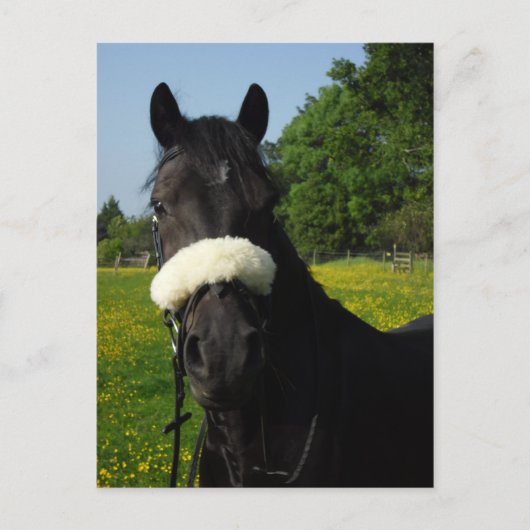 Carte Postale Gallois, section D (Devant)