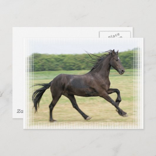Carte Postale Galloping Friesen (Devant / Derrière)