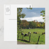 Carte Postale Galloway ceinturé (Devant / Derrière)