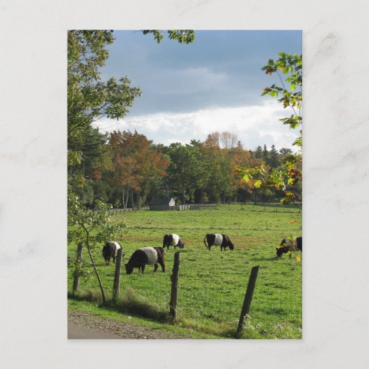 Carte Postale Galloway ceinturé (Devant)