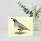 Carte Postale Gambel's Desert Quail (Debout devant)