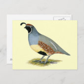 Carte Postale Gambel's Desert Quail (Devant / Derrière)