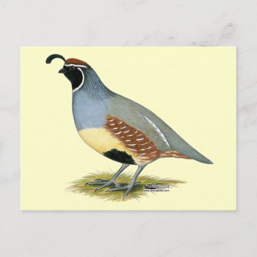 Carte Postale Gambel's Desert Quail (Devant)