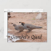 Carte Postale Gambel's Quail prend un verre (Devant / Derrière)