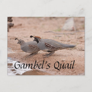 Carte Postale Gambel's Quail prend un verre