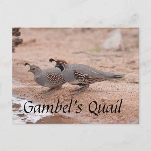 Carte Postale Gambel's Quail prend un verre (Devant)